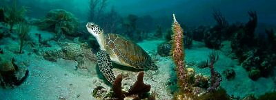 Under water sea turtle